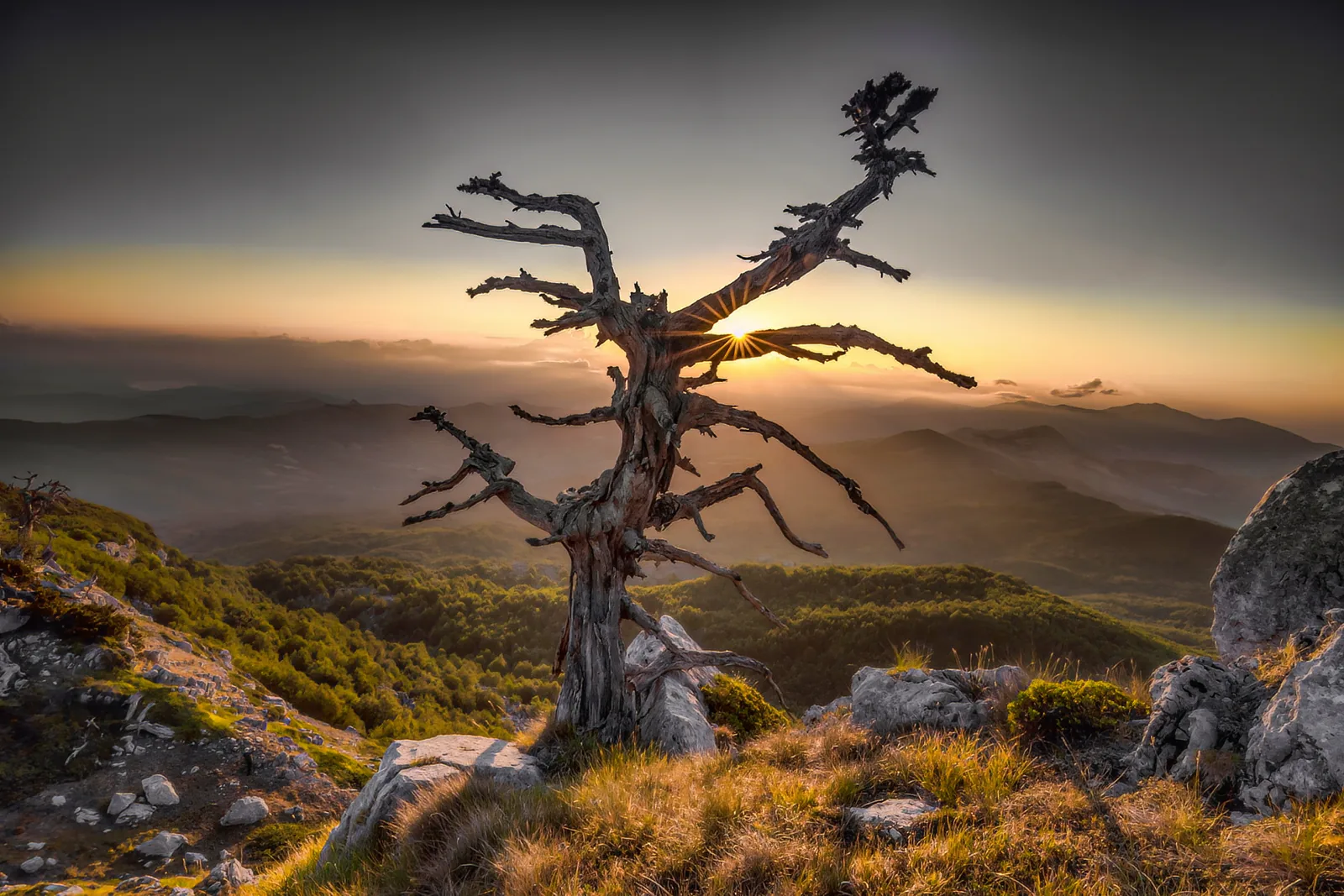 Pino loricato at dawn on a Pollino ridge